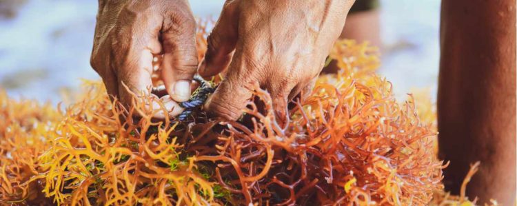 hero-texturizers-seaweed-carrageenan